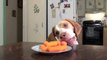 Dog & Puppy Steal Carrots off the Kitchen Table  Cute Dog Maymo & Puppy Penny