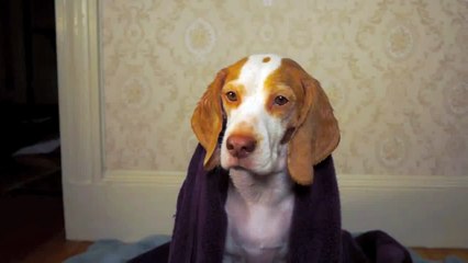 Dog Addicted to Blow Dryer  Cute Dog Maymo