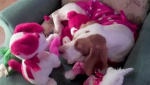Dog Attacks Valentine s Gifts Cute Dog Maymo