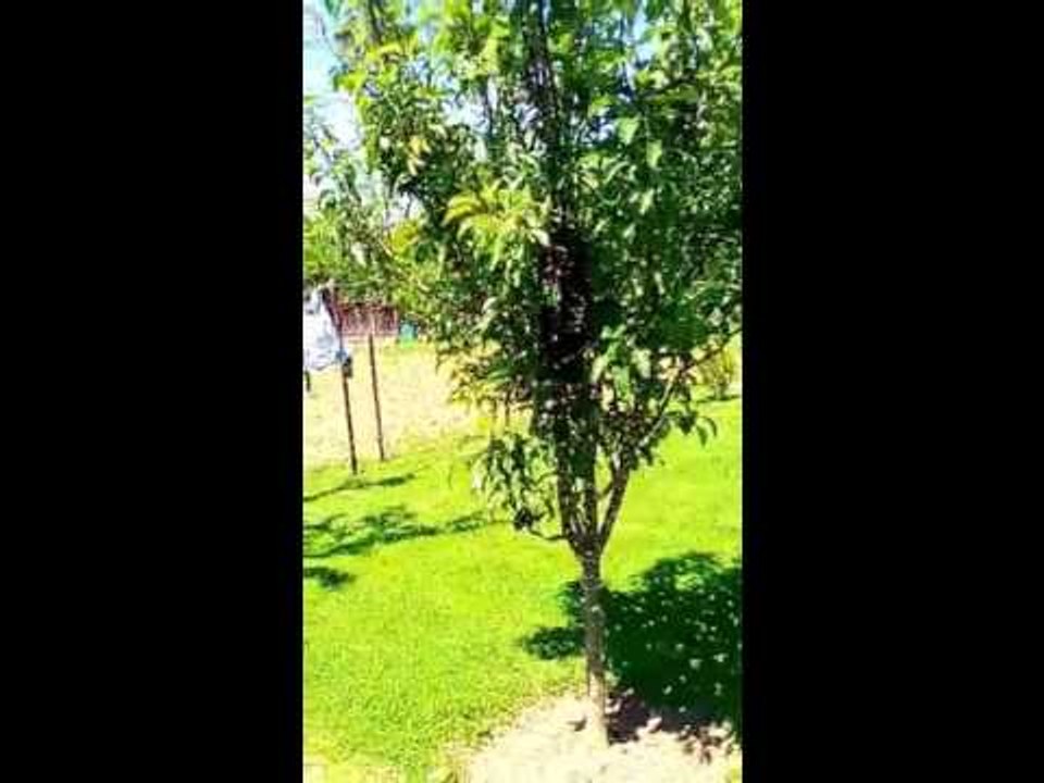 Bees find new home