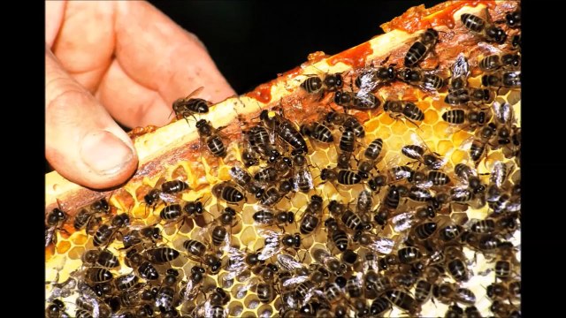 propolis nedir ? Propolis in Etkisi