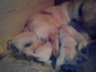 Les chiots remuent la queue lorsqu'ils têtent