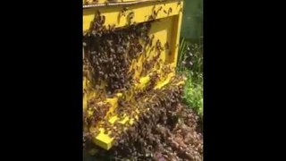 Bees in hot day