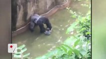 Prosecutor Decides Not to Charge Family in Cincinnati Zoo Case