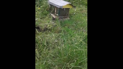 Bees out of home