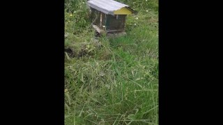 Bees out of home