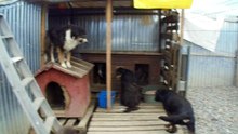 VILLE DOGS
