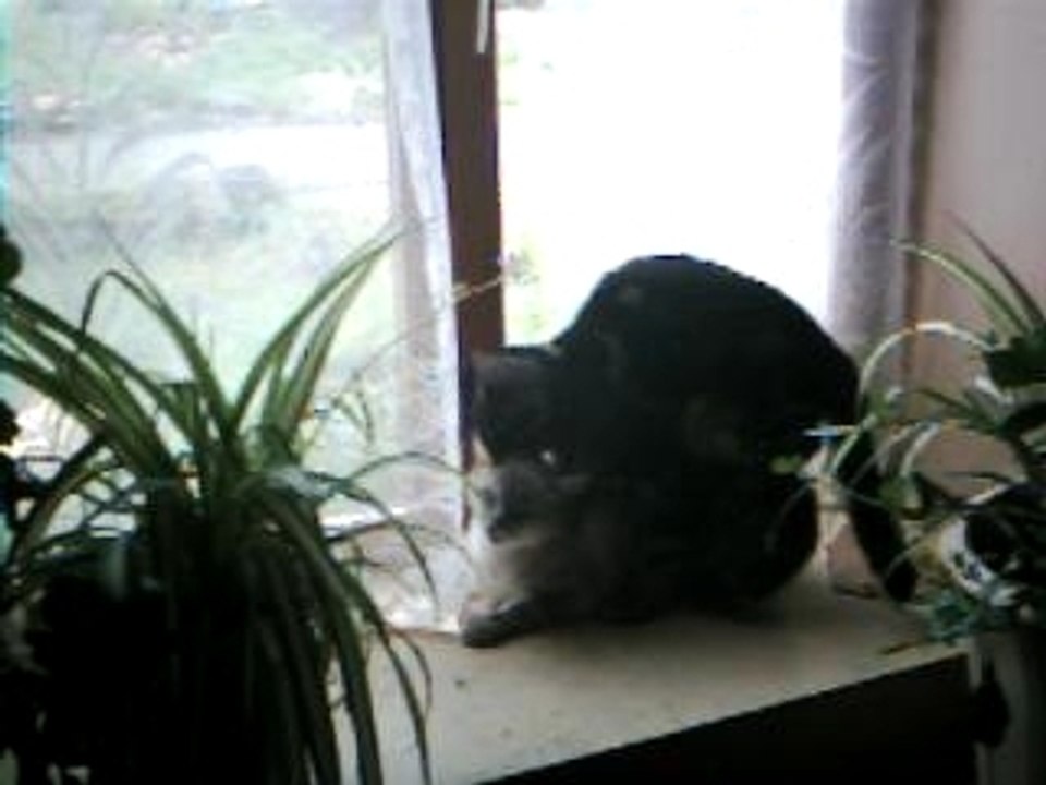 chat baise