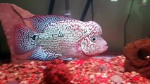 Kamfa Flowerhorn Show Fish