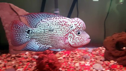 Kamfa Flowerhorn Show Fish