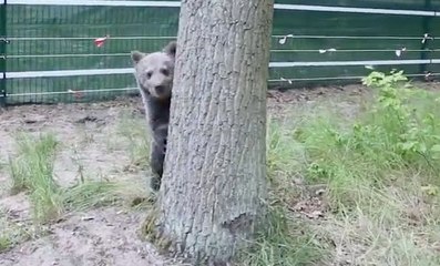 Bear Cub Thrives at Shelter & Chimps Scope Out Snake in the Grass