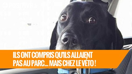 Ils ont compris qu'ils allaient pas au parc mais au véto