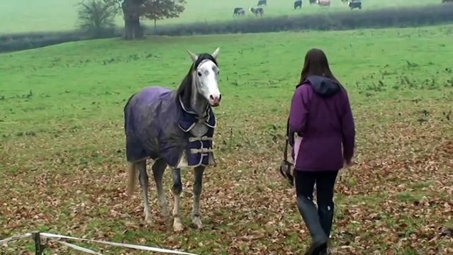 Ce cheval revoit sa maitresse après 3 semaines d'absence. Regardez sa réaction !