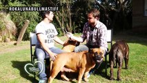 Amores Perros y Otros Amores- Bullmastiff Criadero Rokaluna