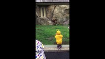 Un garçon attaqué par un Lion au Zoo ! Mais s'écrase contre la vitre