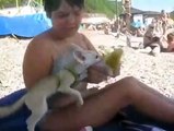 Лис фенек любит есть кукурузу на пляже • Приколы с Животными