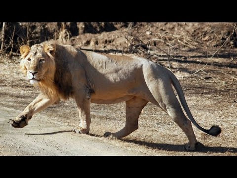 Asiatic lion rescued from well