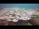 Seychelles reports extensive coral bleaching