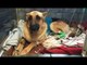 Brave pet dog saves 7-year-old girl