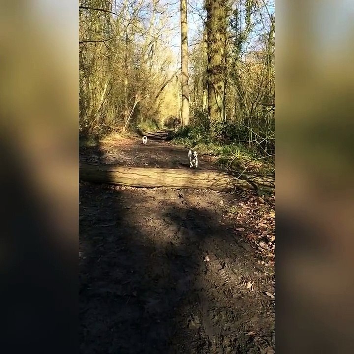 Quand un chien essaye de sauter aussi loin