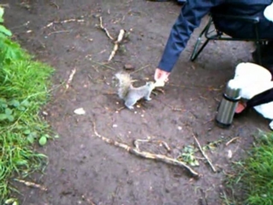 Stanley Park Squirrel