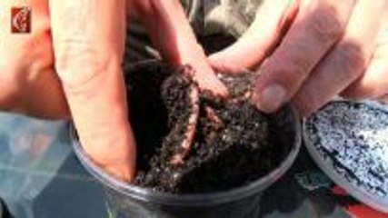 Praxis-Tipp: "Banded Worm"