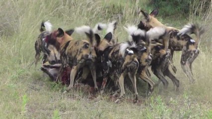 wild Dogs attacks Zebra