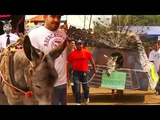 Annual donkey festival in Mexico