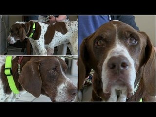Missing dog reunites with family in US after 10 years