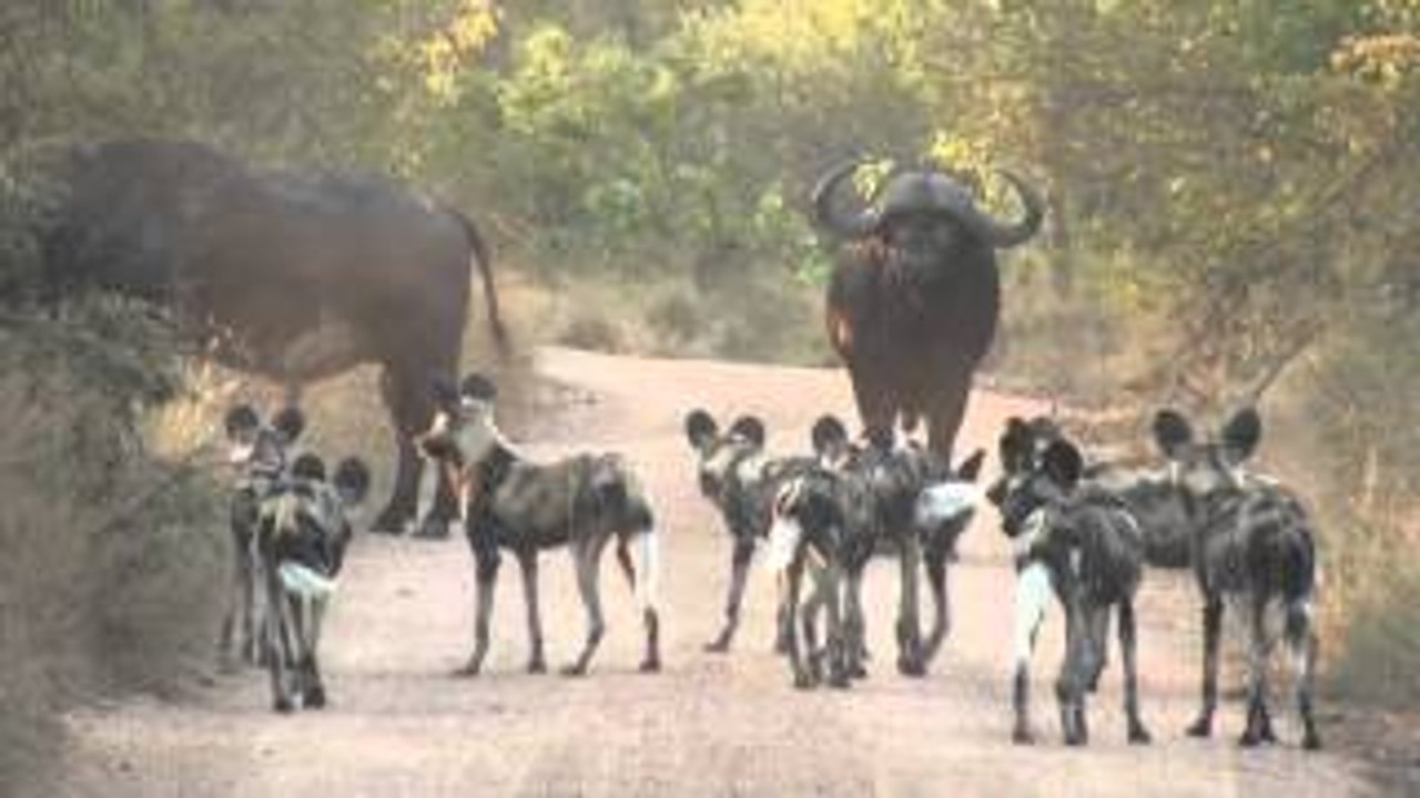 Wild Dogs attacks a Buffalo