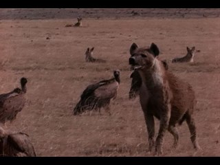 Hyenas and Foxes and Vulture eat Buffalo Lion attack to all of them