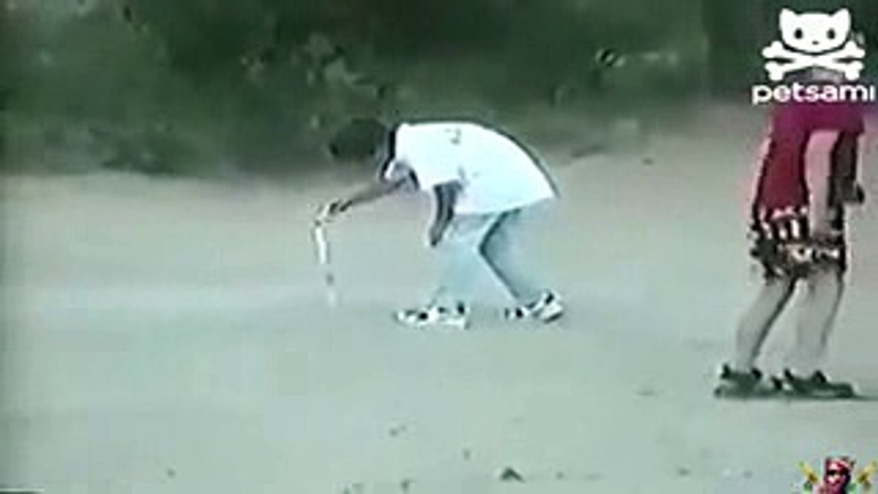 14 Dog