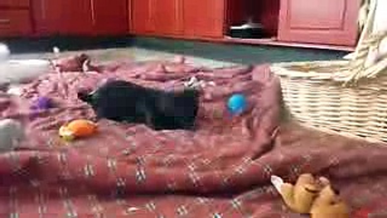 chihuahua pup loves playing with talking ball