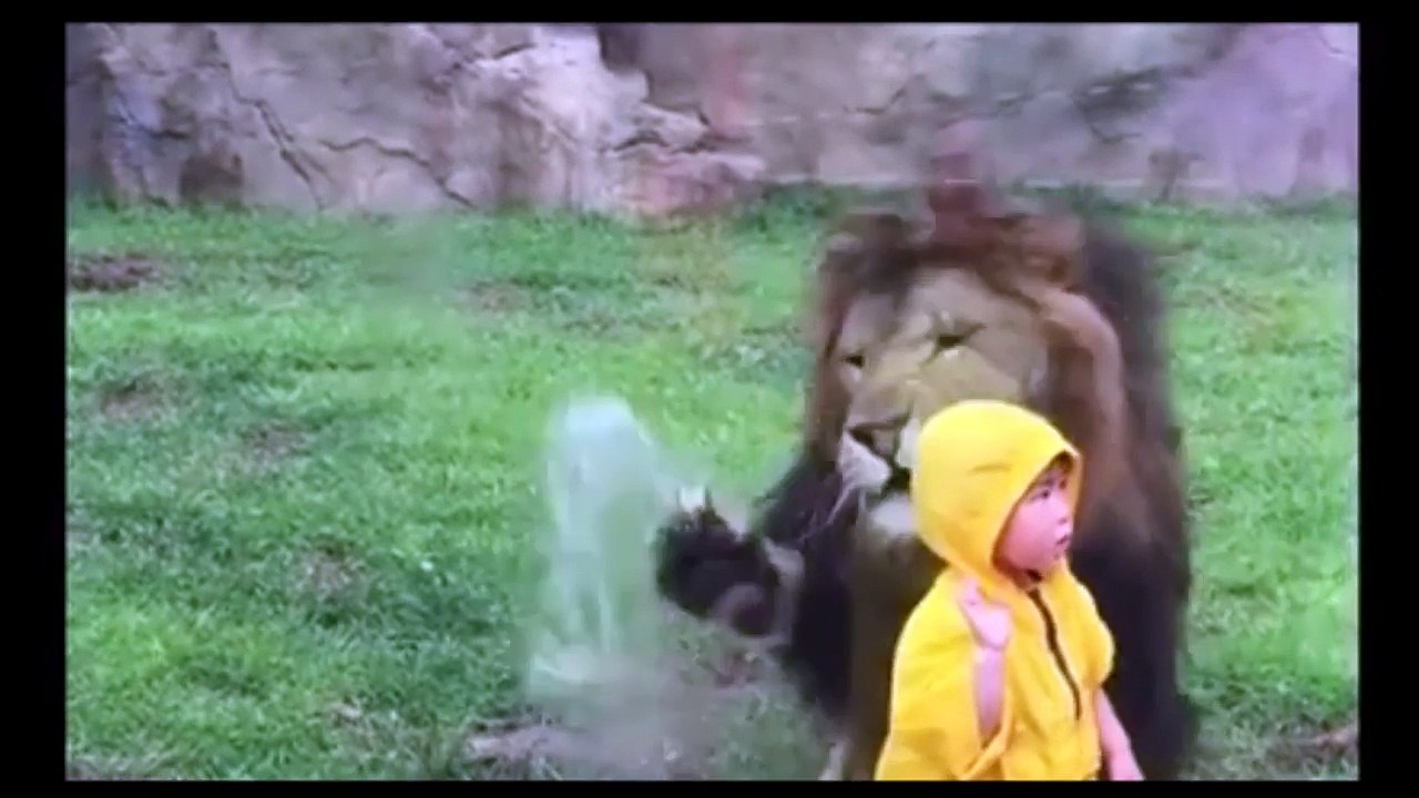 [VIDÉO] Un lion fonce sur un petit garçon au zoo.