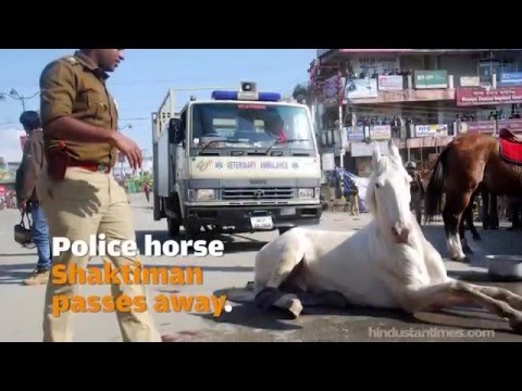 RIP Shaktiman || Police Horse Shaktiman alleged attack by BJP MLA, passes away.