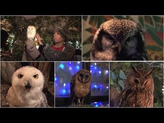 Would you dare to visit Tokyo's owl cafe?