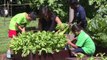 Michelle Obama hosts kids to harvest White House kitchen garden