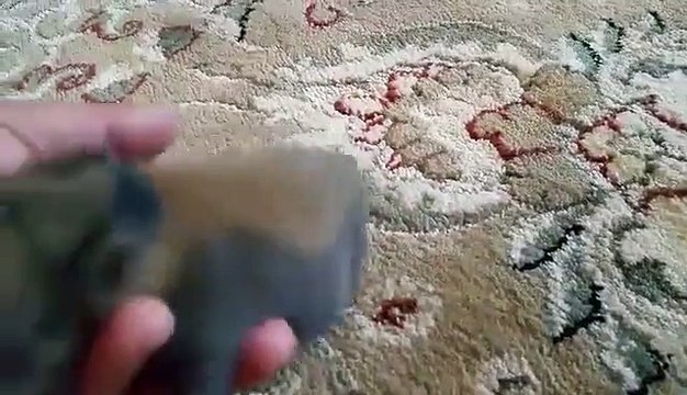 This newborn bunny is looking for cuddles! 3