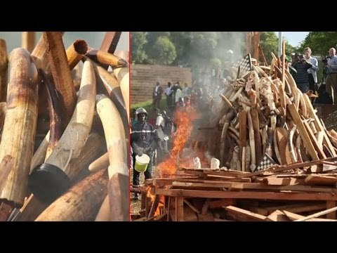 Ivory weighing over three thousand kgs set on fire