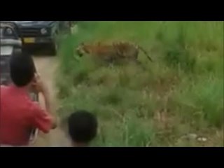 Tourists block tigerís path inside Corbett