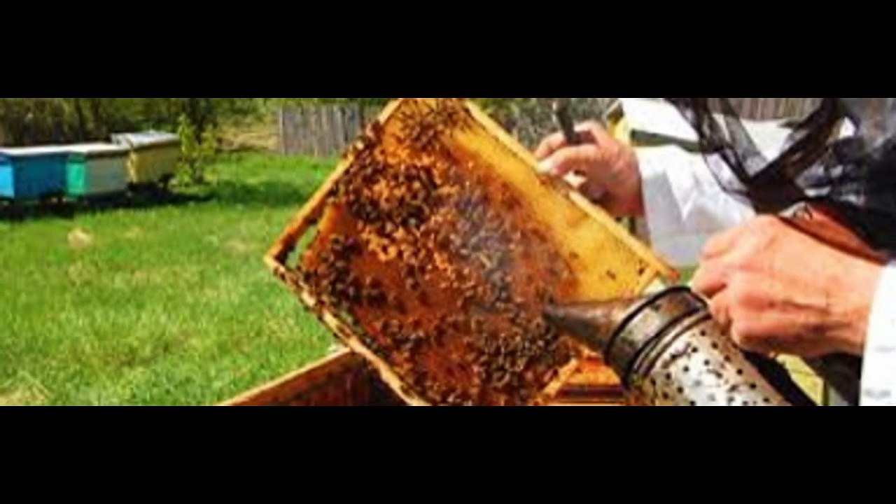 Florida Bee Removal With Ecobeeremoval