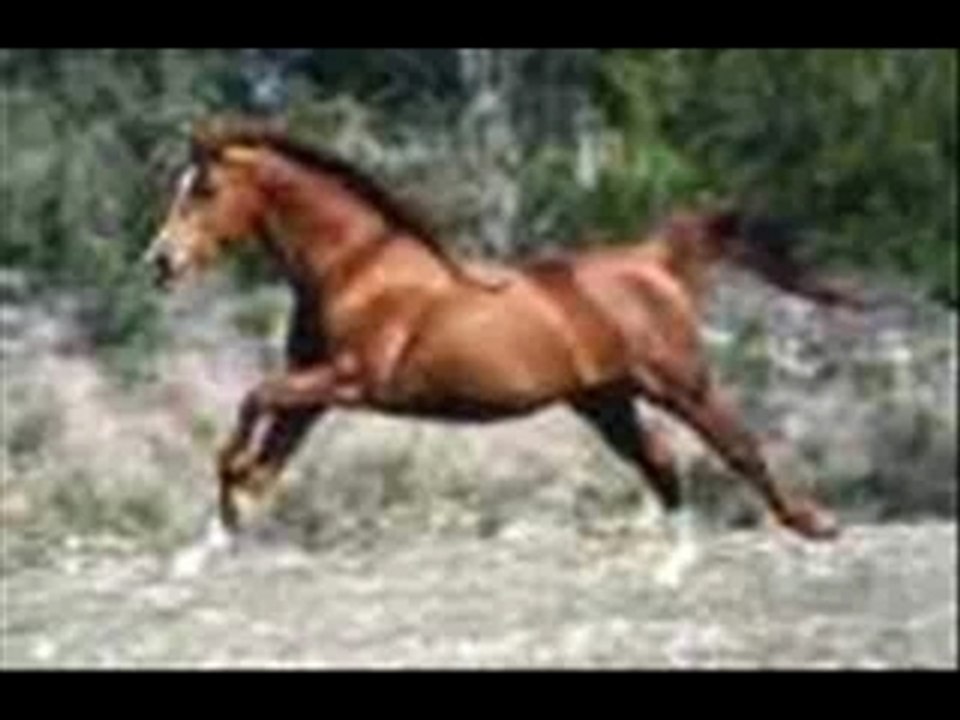 Chevaux_0001