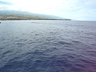 Safari Dauphin La Réunion