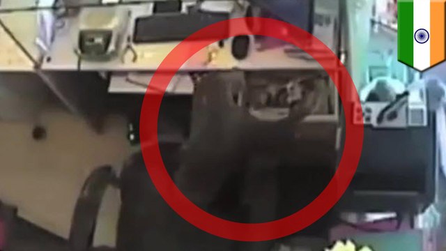 Monkey robs jewelry store: Primate pulls off epic cash heist in India - TomoNews