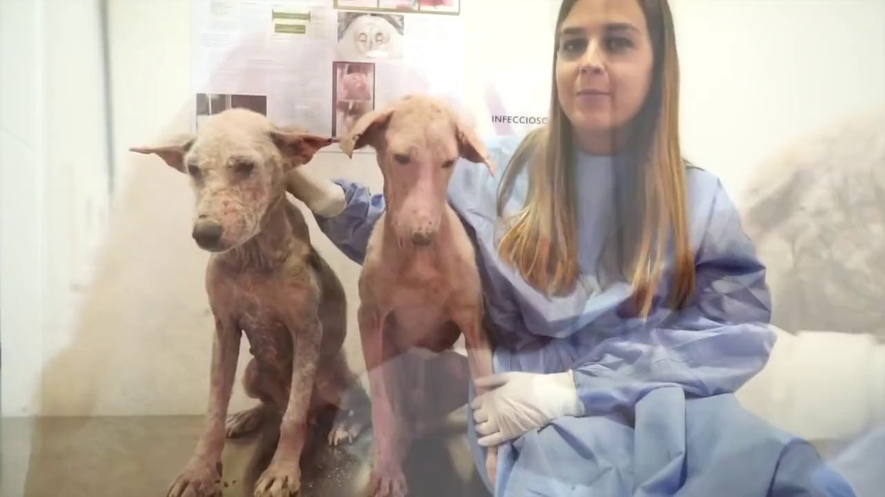 Ils trouvent 2 chiens en très mauvais états dans une maison abandonnée et les sauvent