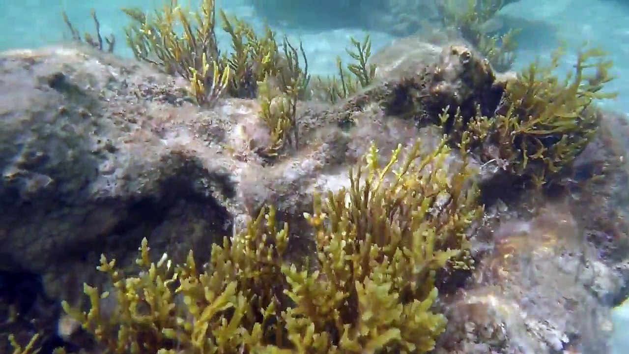 Finding Nemo - Part 1