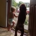 The reaction of a baby and a dog when Daddy comes home