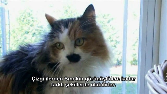 Kedi Cinsleri: Domestic Housecat (Türkçe Altyazılı)