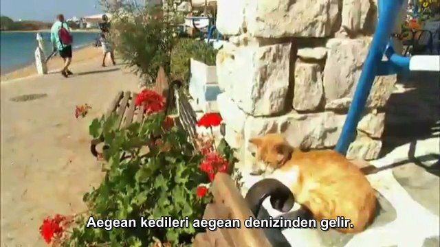 Kedi Cinsleri: Aegean (Türkçe Altyazılı)