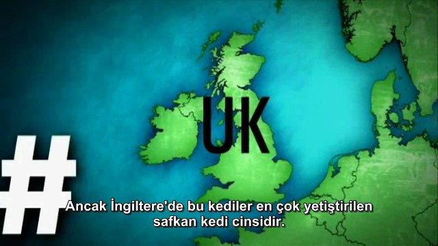 Kedi Cinsleri: British Shorthair (Türkçe Altyazılı)